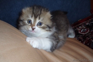 симпатичные шотландские котята - Изображение #3, Объявление #636014