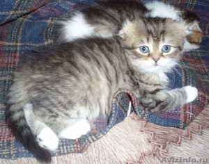 симпатичные шотландские котята - Изображение #2, Объявление #636014