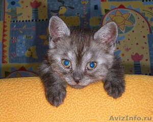 Продам котенка Британской короткошерстной - Изображение #2, Объявление #634605