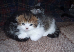симпатичные шотландские котята - Изображение #5, Объявление #636014
