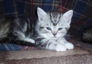 симпатичные шотландские котята - Изображение #6, Объявление #636014