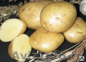 Картофель оптом, сорт "Невский" - Изображение #1, Объявление #696350