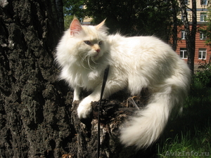 невские маскарадные котята редкого окраса - Изображение #6, Объявление #386144