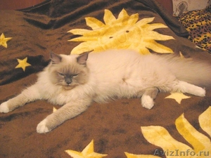 вязка с невским маскарадным котом-чемпион - Изображение #4, Объявление #52729