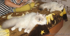 вязка с невским маскарадным котом-чемпион - Изображение #3, Объявление #52729