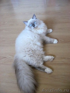 вязка с невским маскарадным котом-чемпион - Изображение #5, Объявление #52729