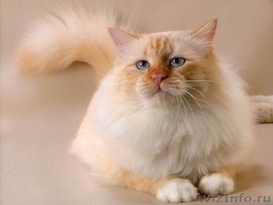 невские маскарадные котята редкого окраса - Изображение #8, Объявление #386144