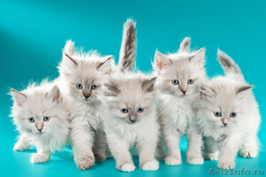невские маскарадные котята от титулованных производителей  - Изображение #1, Объявление #51820