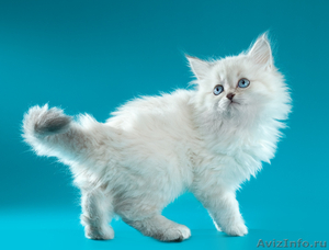 невские маскарадные котята от титулованных производителей  - Изображение #9, Объявление #51820