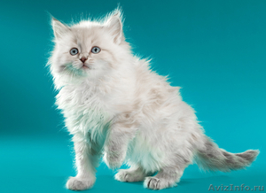 невские маскарадные котята от титулованных производителей  - Изображение #10, Объявление #51820