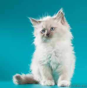 невские маскарадные котята от титулованных производителей  - Изображение #8, Объявление #51820