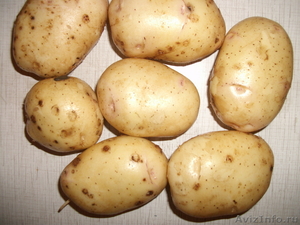 Картофель невский - Изображение #1, Объявление #371955