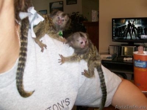 детские карликовый мартышка обезьян для продажи принятия - Изображение #1, Объявление #1202171
