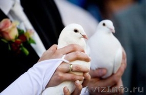 Запуск свадебных голубей (аниматор – ангел) - Изображение #1, Объявление #1328965