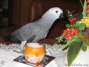 Говорящий попугай "Жако" - Изображение #1, Объявление #1452969