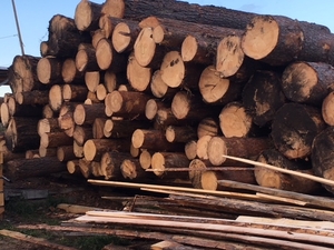 Услуга по распиловке древесины в Кемерово - Изображение #1, Объявление #1669522