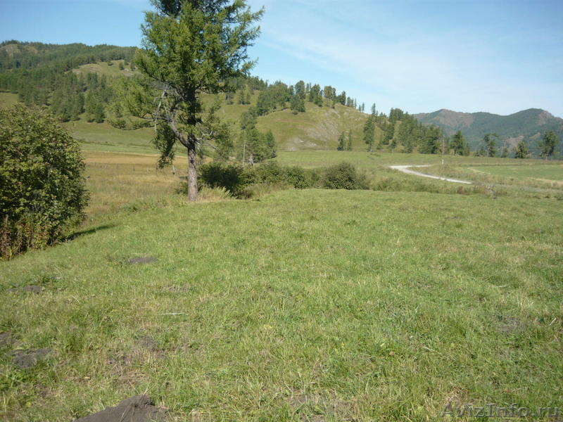 Участок дата выхода. Село Арбайта Республика Алтай. Село Арбайта Шебалинский район Республика Алтай. Участок 10 гектар на Алтае. Участок земли в 7 ручьев.